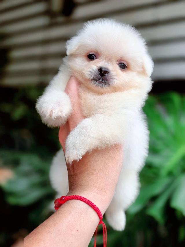 ปอมผสมชิวาวาเพศผู้ 4