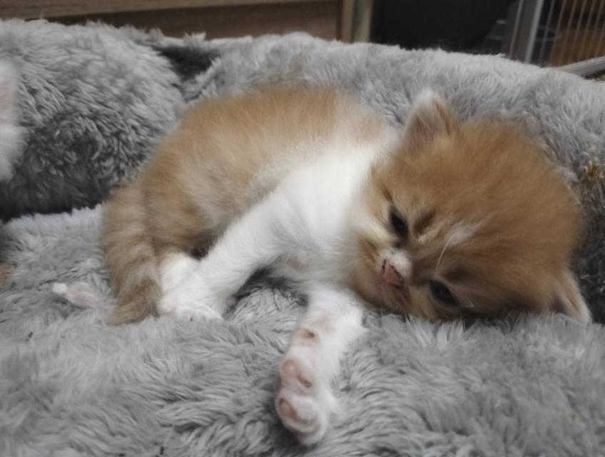 ลูกแมวเปอร์เซีย ส้มขาว กาฟิว 2