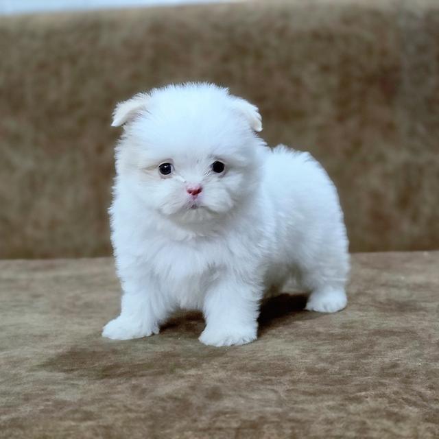 น้องปุยนุ่นชิสุผสมพุดเดิ้ล 2