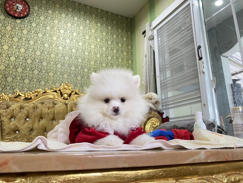 ปอมแท้ พร้อมย้ายบ้าน