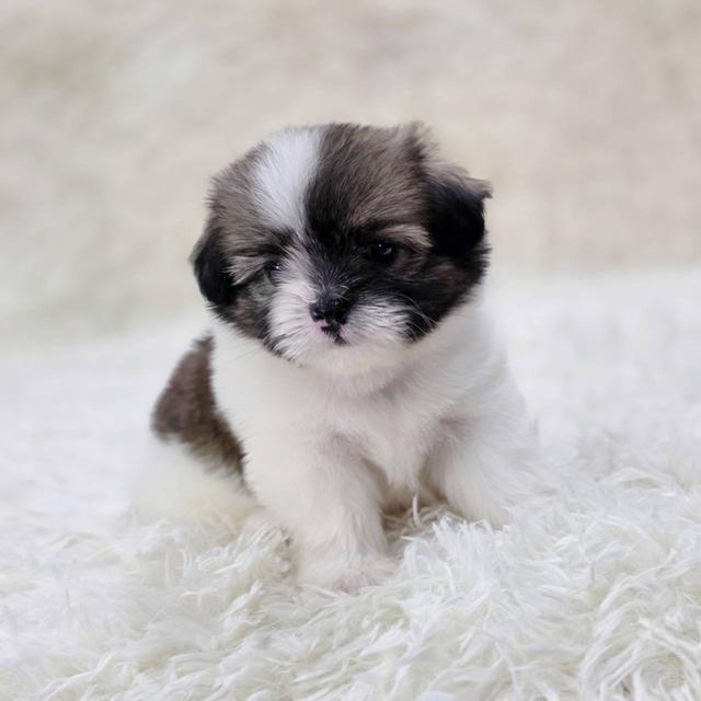 ชิสุผสมปอม เพศเมีย พร้อมย้ายบ้าน 7