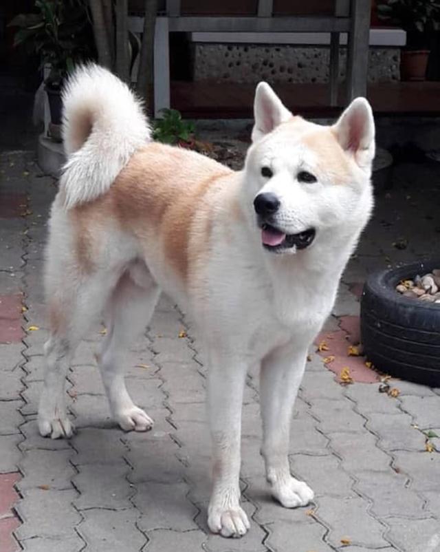 สุนัข Dog Akita หาบ้าน 2