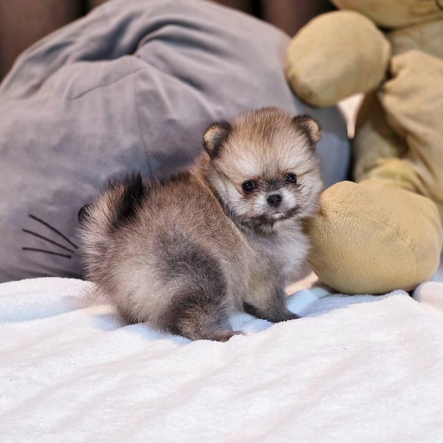 ปอมทีคัพน้องชามมี่เพศหญิงสาวน้อยน่ารักมาก 2