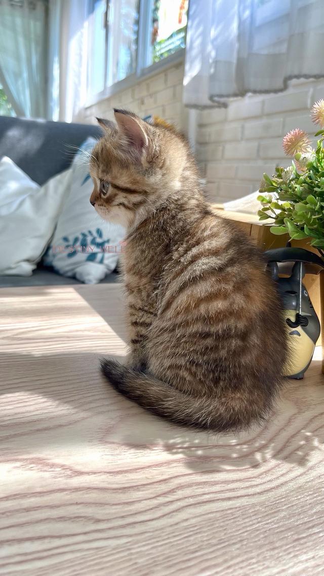 แมวสก๊อตติชโฟลด์ เพศเมีย รูปที่ 5