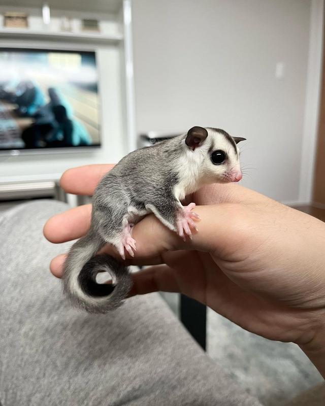 Sugar Gliders Male and Female for Sale