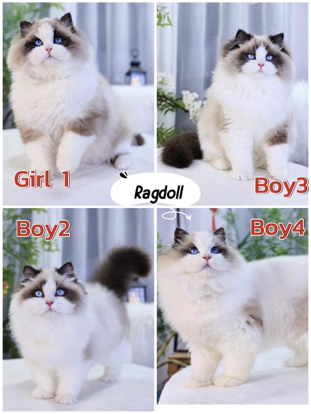 Ragdoll ฟรอมสวยนำเข้า🇨🇳มีประกันทุกคน มีทำวัคซีน ตรวจโรคเอสด์ ลูคีเมีย หัด โคโรนาและตรวจสุขภาพก่อนย้ายค่ะ รูปที่ 8