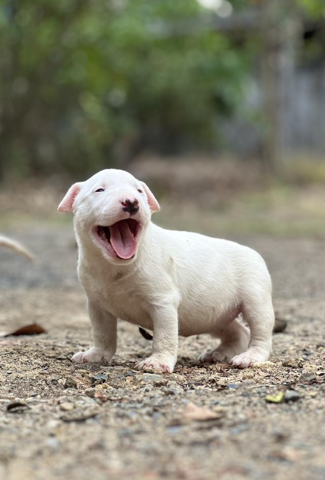 สุนัขบลูเทอเรีย Bullterrier std รูปย่อยที่ 2