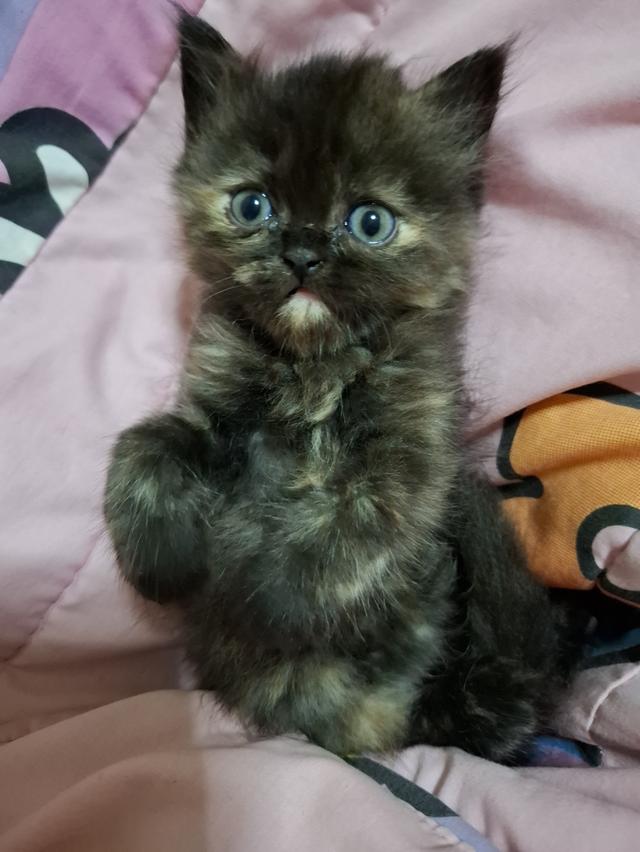 ขายน้องแมวพันธูเปอร์เซีย