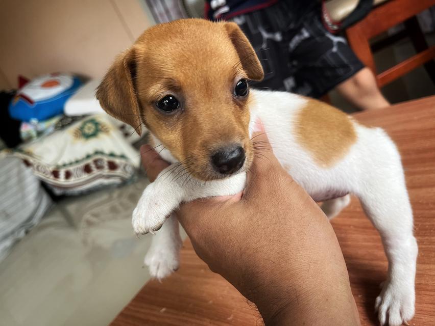 ลูกสุนัข jackrussell  6