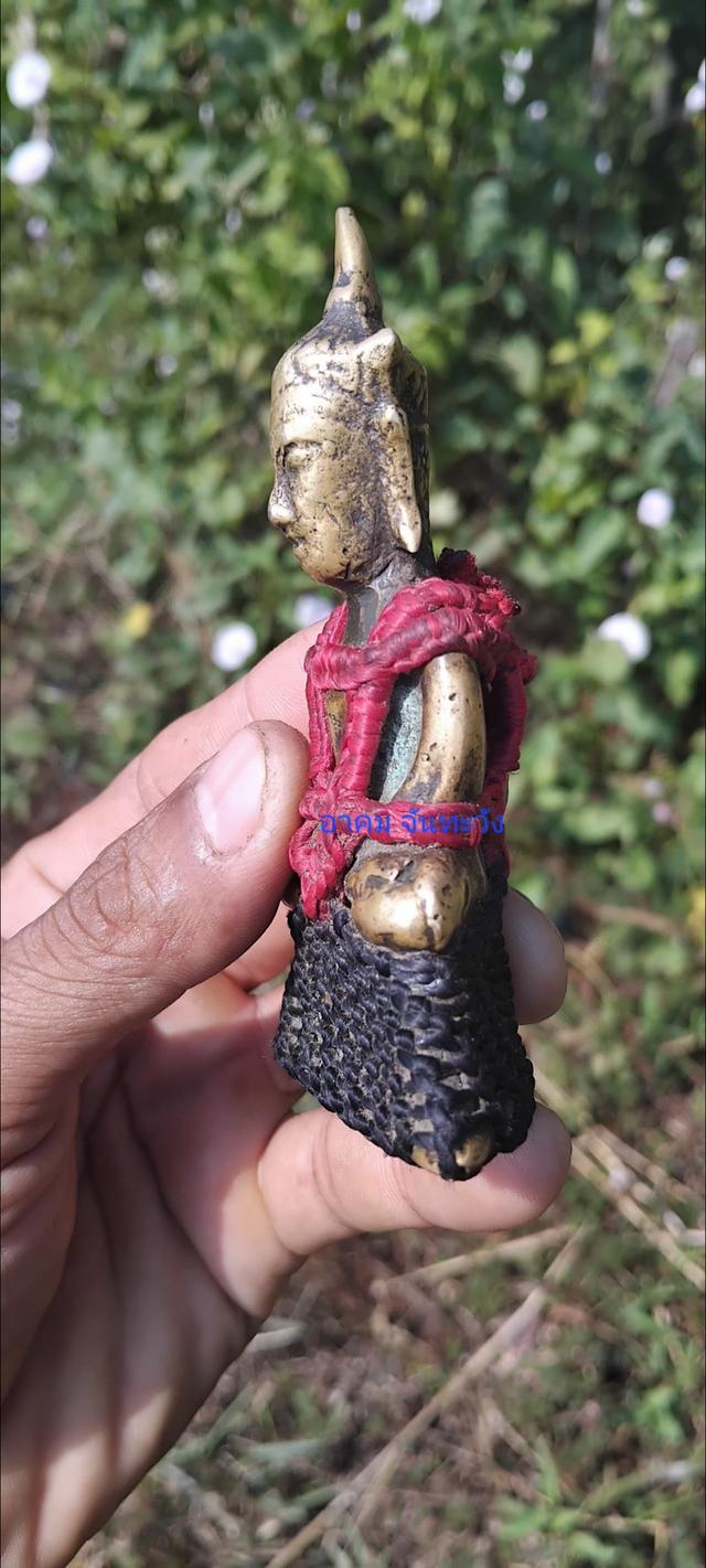 พญางั่งสุวรรณภูมินิ้วกระดก 6