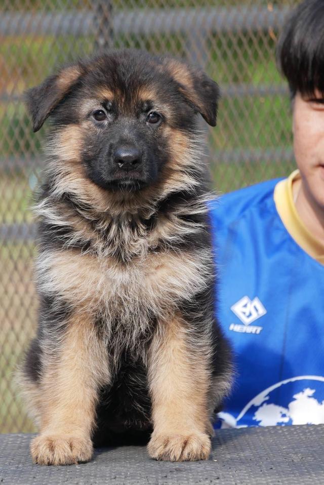 ลูกสุนัขเยอรมันเชพเพริด รูปที่ 5