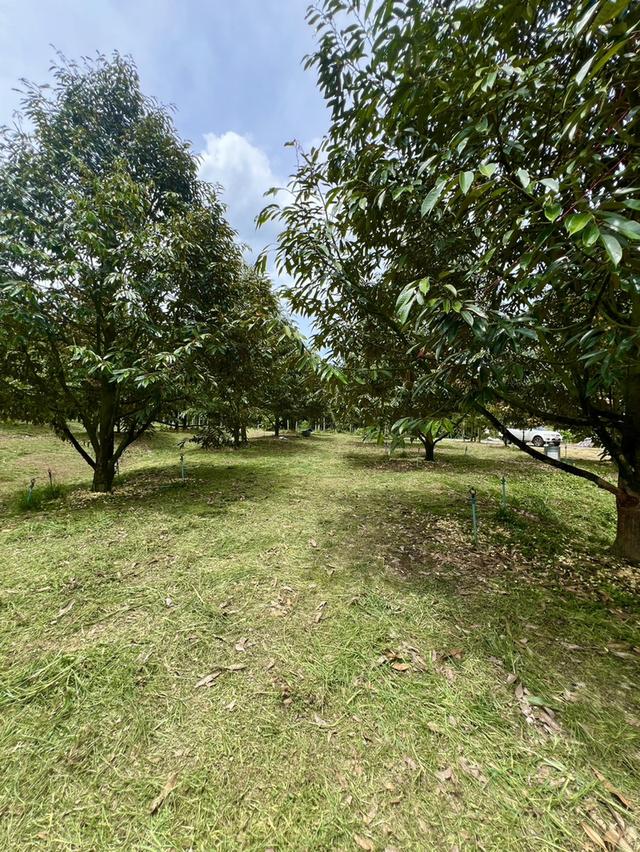 🌳 ขายสวนทุเรียนหมอนทอง (เจ้าของขายเอง) 🌳 7