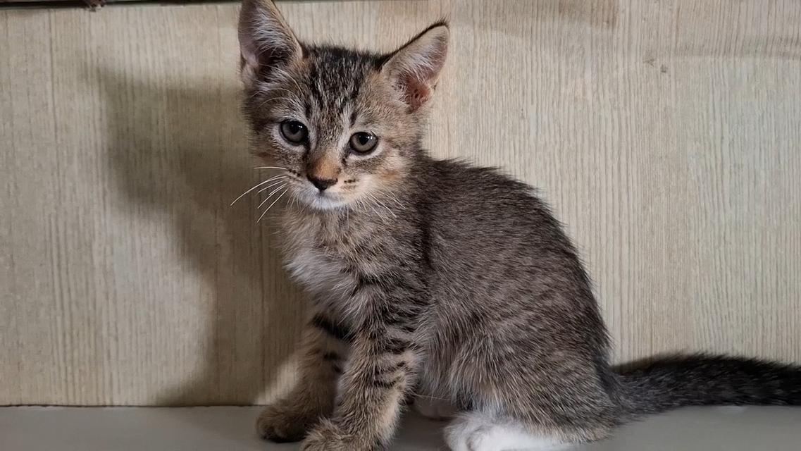 ลูกแมวครึ่งเปอร์เซีย+บริติช