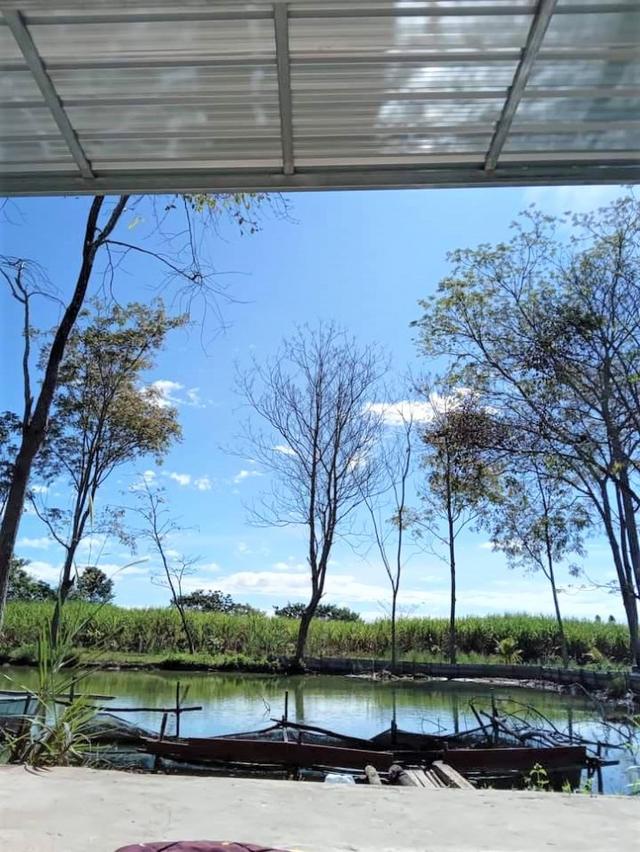 ขาย ที่ดิน ME290 สวนอินทผาลัม นำเข้ากว่า 370 ต้น นาหนองทุ่ม ชุมแพร ขอนแก่น . 14 ไร่ มีสระน้ำ บ้านสวน อากาศดี มองเห็นวิวเ 1