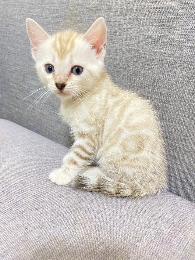 แมวเบงกแลสายพันธ์แท้ สวยย รูปที่ 2