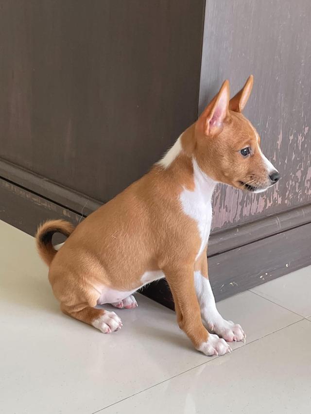 ลูกสุนัข Basenji 2