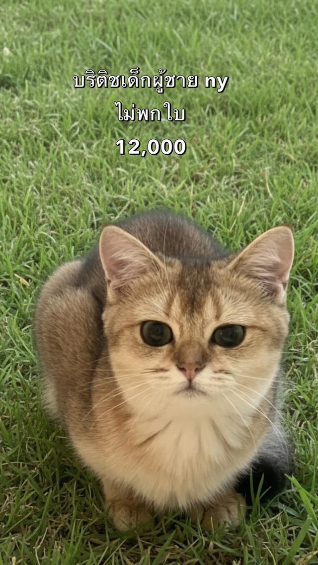 แมวบริติช รวมเด็กๆบริติชในนี้ ใบเพดwcf และรับนำเข้าแมวจาก ตปท. 9