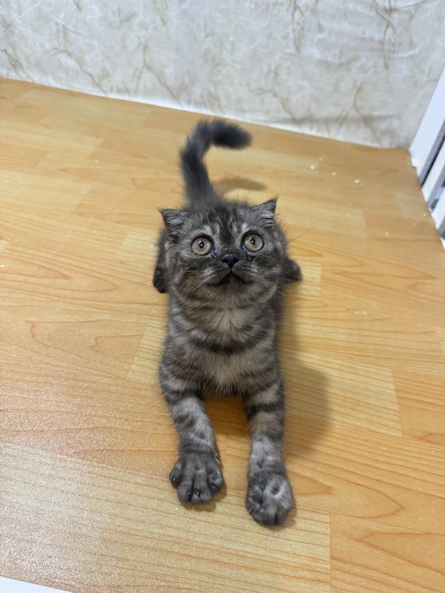 สก๊อตติชแท้