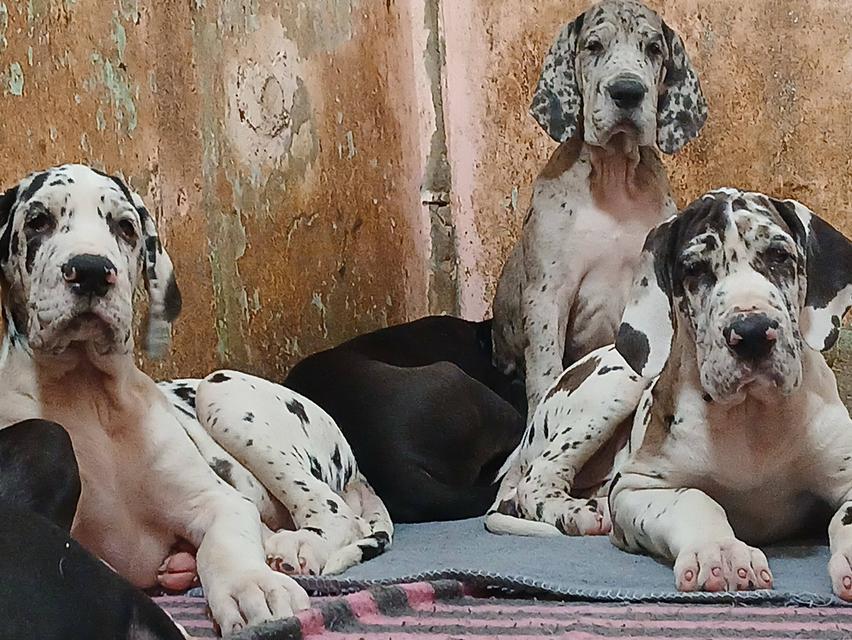 ลูกเกรทเดนคุณภาพ Great dane for sale รูปย่อยที่ 2