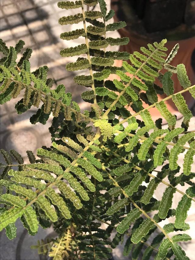 ไม้ยางหอม Boswellia bullata 3