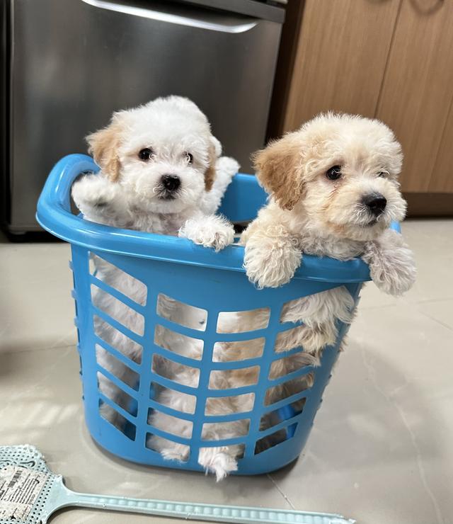 ลูกสุนัขพุดเดิ้ล เพศผู้ เขตกรุงเทพ-นนทบุรี รูปที่ 3