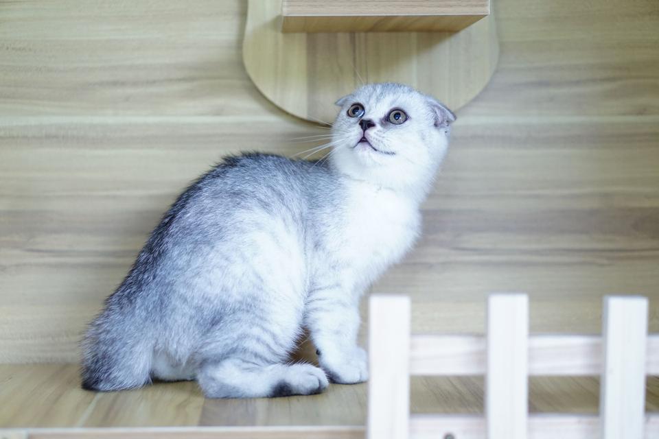 แมว สก็อตทิชหูพับ เพศเมีย รูปที่ 5