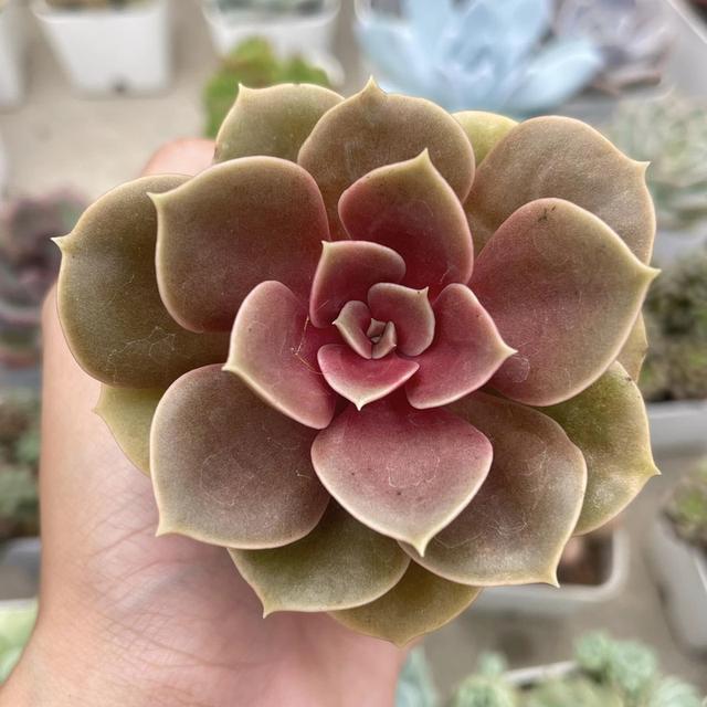 กุหลาบหิน  Graptosedum Vera Higgins