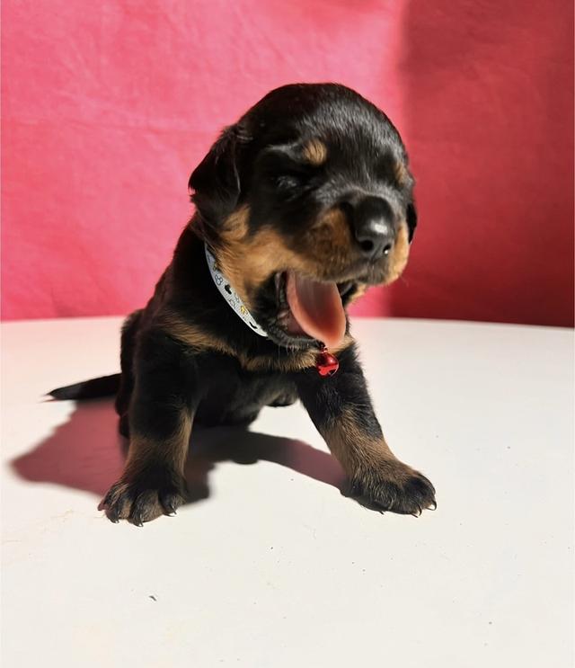 ลูกสุนัขล็อตไวเลอร์ อายุ 1 เดือน รูปที่ 4