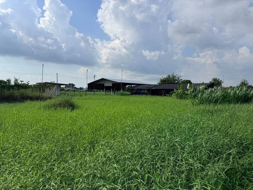 ขายด่วนที่ดิน 182 ตรว เหมาะสร้างบ้านสวน ต.สวนป่าน อ.เมืองนครปฐม จ.นครปฐม 4