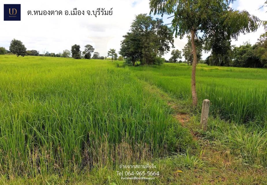 🌟 #ขายที่ดินถูกมาก อ.เมืองบุรีรัมย์ 🌟 6 ไร่ 2 งาน 77 ตร.ว. (ขายยกแปลง) 📍 ที่ตั้ง : ต.หนองตาด อ.เมืองบุรีรัมย์ จ.บุรีรัมย์ 31000 8