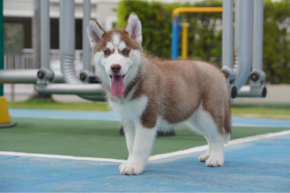 Siberian husky 2