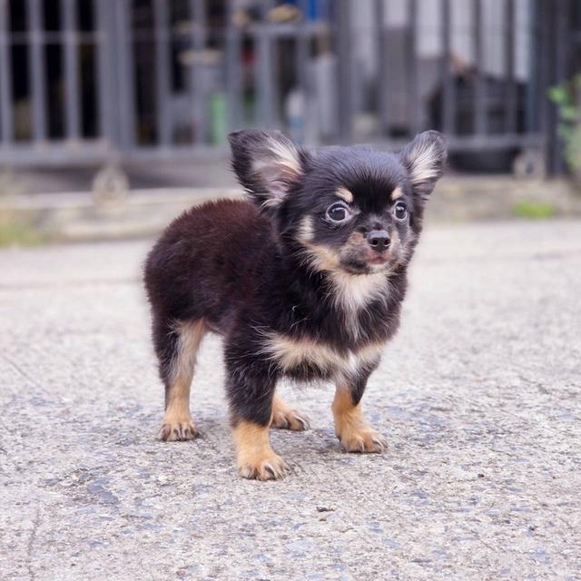 ชิวาวาแท้ขนยาว ขนสั้น พร้อมย้ายบ้านพิกัดรามอินทรา 6