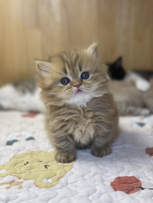 แมวมันช์กิ้น ขาสั้น เพศหญิง รูปย่อยที่ 3