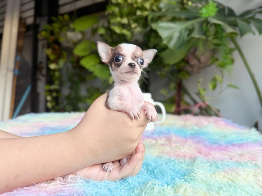 ชิวาวาแท้ ทีคัพ ขนสั้น เพศเมีย