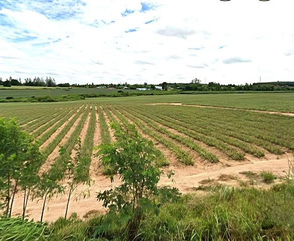 ขายที่ดินศรีราชาชลบุรี ขายที่ดินศรีราชาเนื้อที่ 106 ไร่ ผังสีม่วงลาย เหมาะสำหรับสร้างโรงงานและคลังสินค้า ใกล้นิคมฯโรจนะบ 5