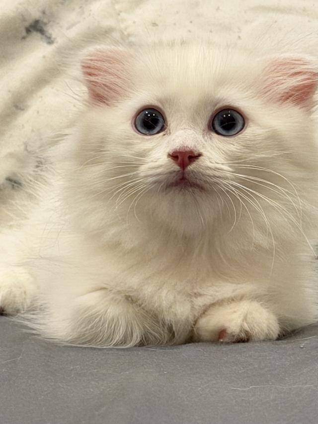 แมวขาสั้นผสมแร็คดอลล์ รูปที่ 2