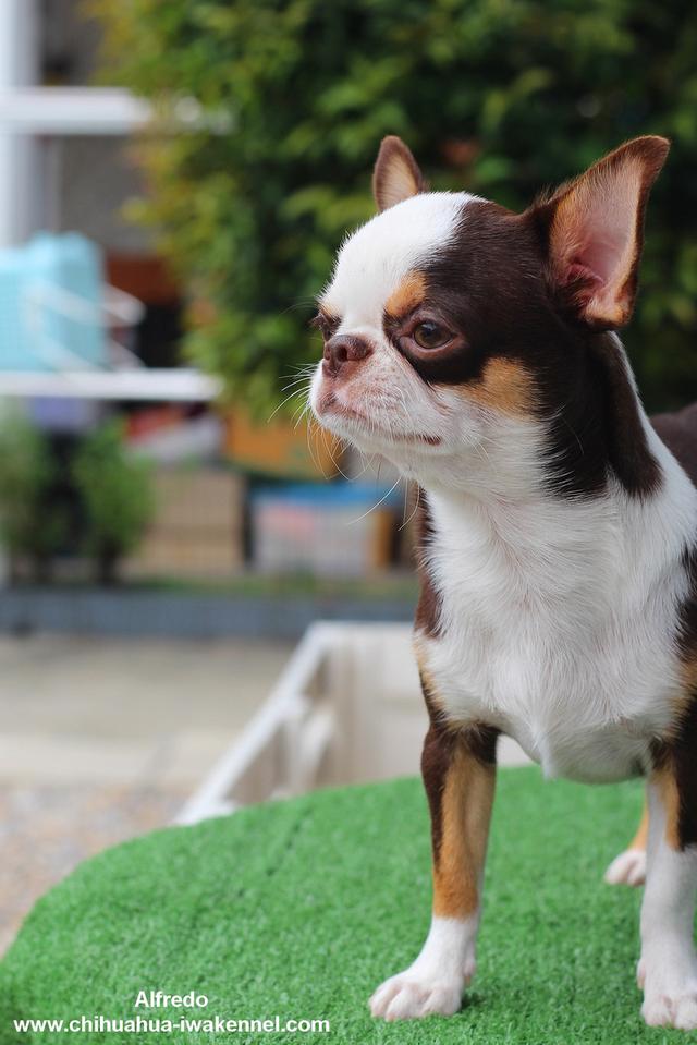 จำหน่ายลูกสุนัขชิวาวา