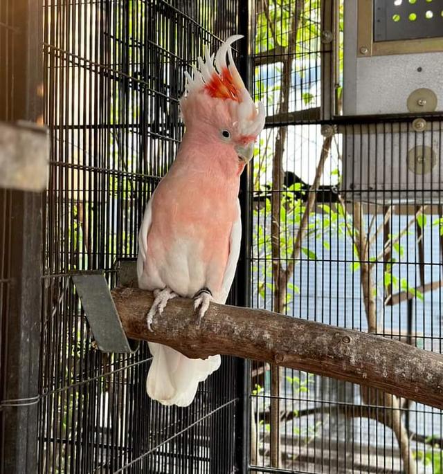 นกกระตั้วสีชมพูสวย 2