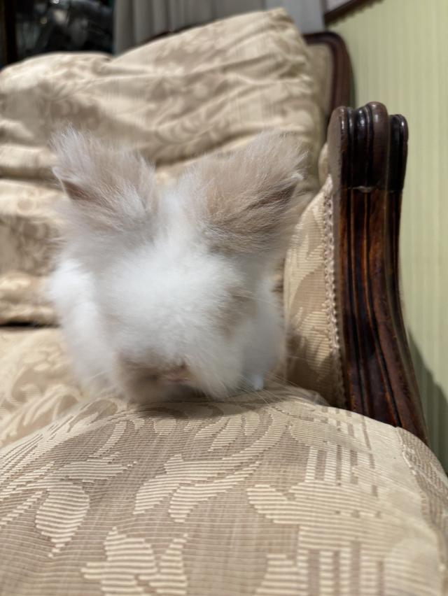 Teddy Bear Rabbit