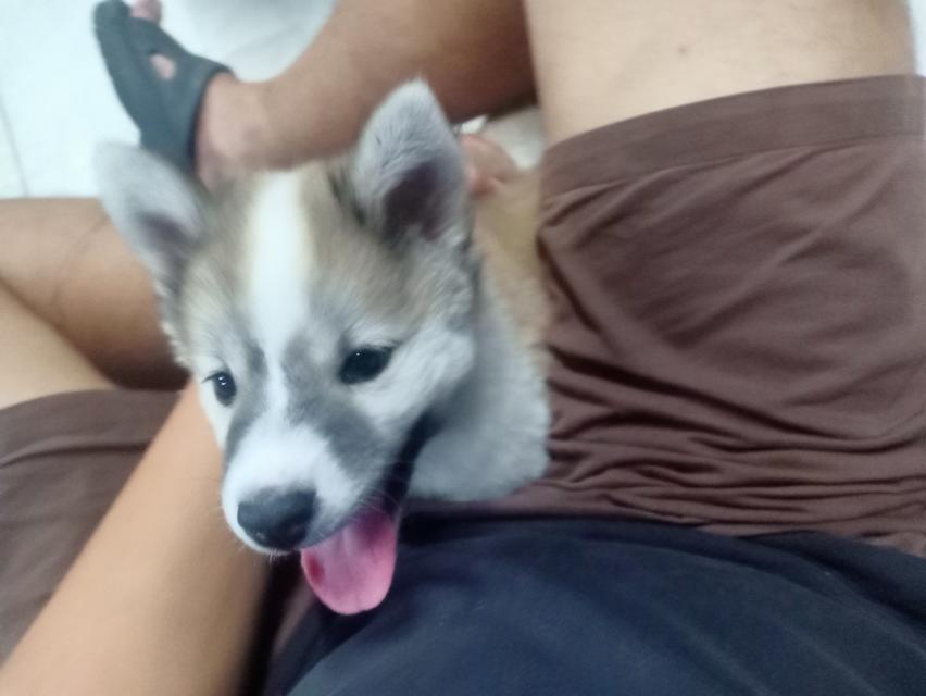 ลูกหมาบางแก้ว เพศเมีย 15