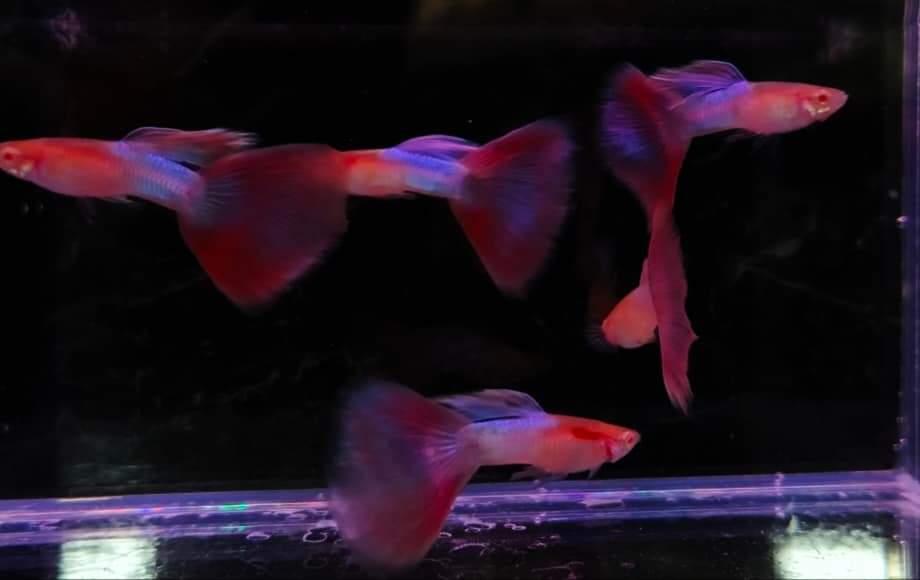 ปลากัดสีแดงสวยจัดๆ 3