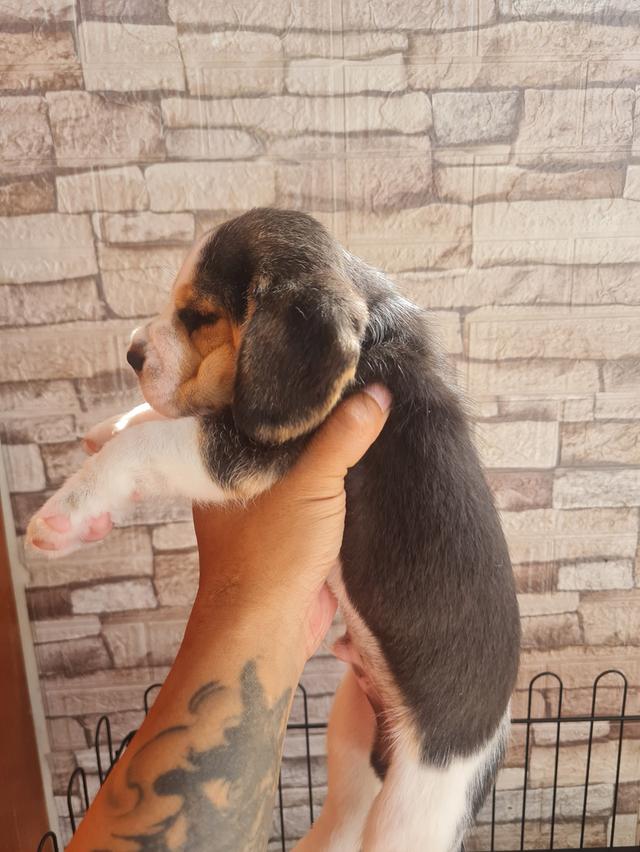 น้องบีเกิ้ลน่ารักๆ  4