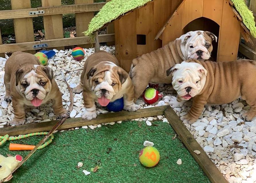 English Bulldog Puppies