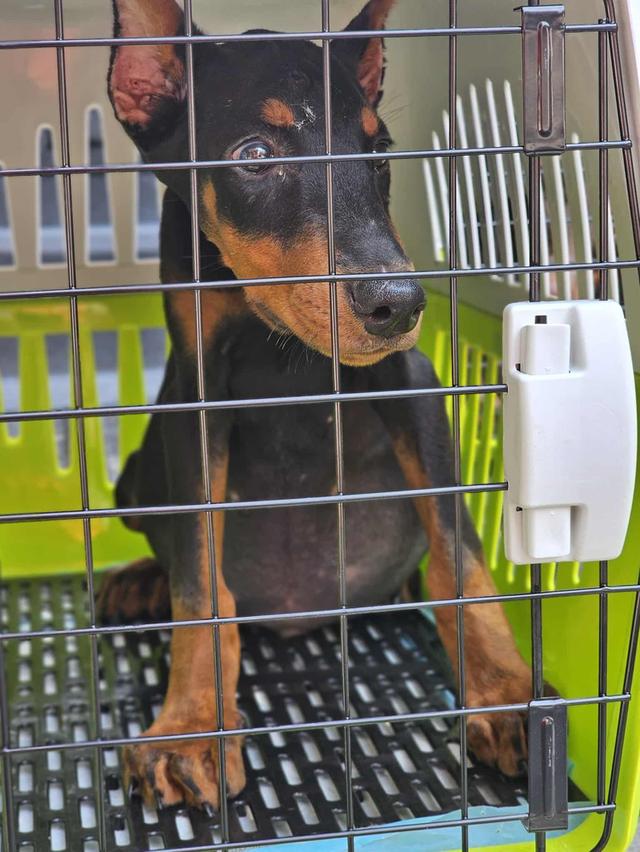 Doberman
