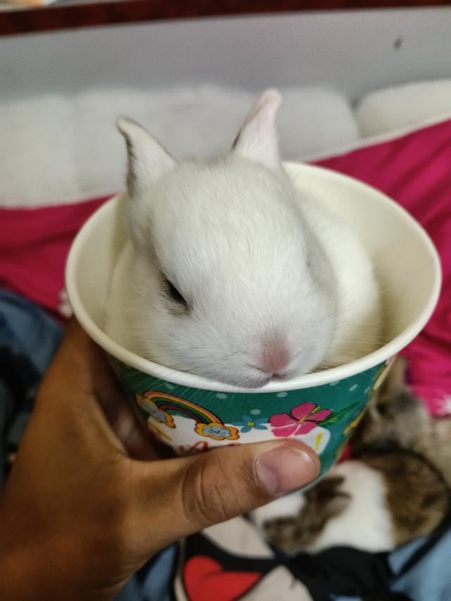 กระต่ายตัวสีขาวน่ารักมาเเล้วค่ะราคาโดนใจ 0815464634 โทรมาได้น่ะค่ะ รูปที่ 2