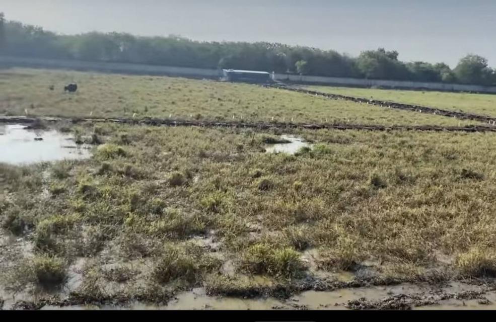 ขาย ที่ดิน ถนนอย2045 อุทัย อยุธยา 13 ไร่ 1 งาน 48 ตรว สีม่วง ใกล้นิคมโรจนะ อยุธยา 3