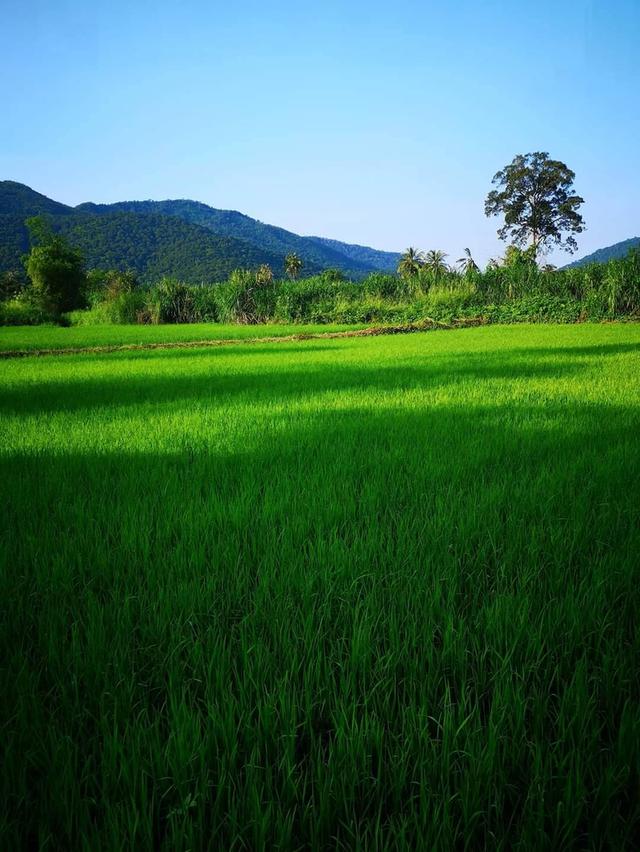 ที่ดินสวยวิวเขาหนองรี 10