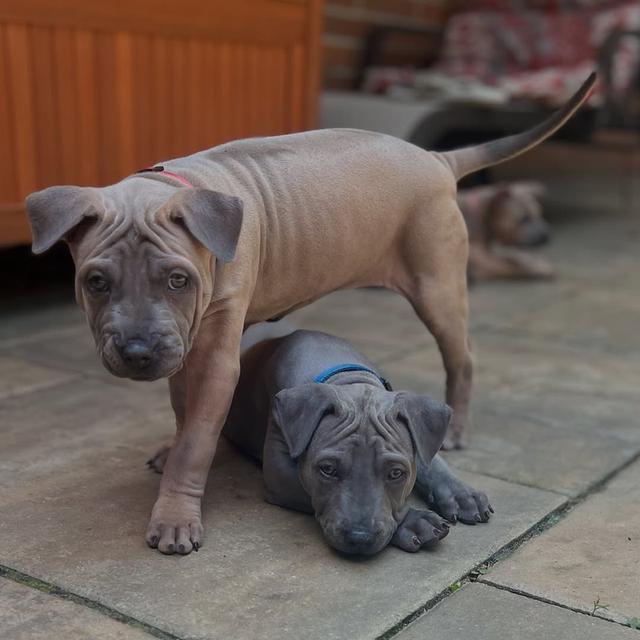 Trained Thai ridgeback puppies  WhatsApp me : +66 63 826 3042 รูปที่ 2