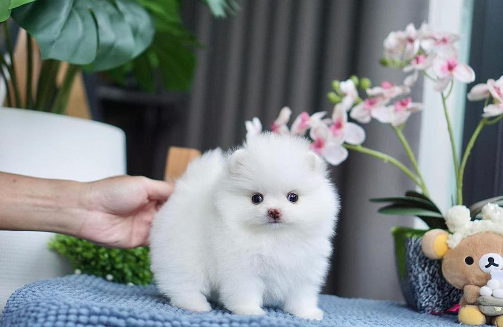 Teacup Pomeranian puppies available