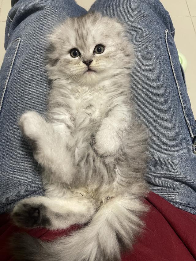 เปิดจองเด็กชาย (สก๊อตติชโฟผสม) รูปที่ 5